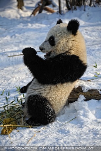 Gro�e Panda Mahlzeit 22