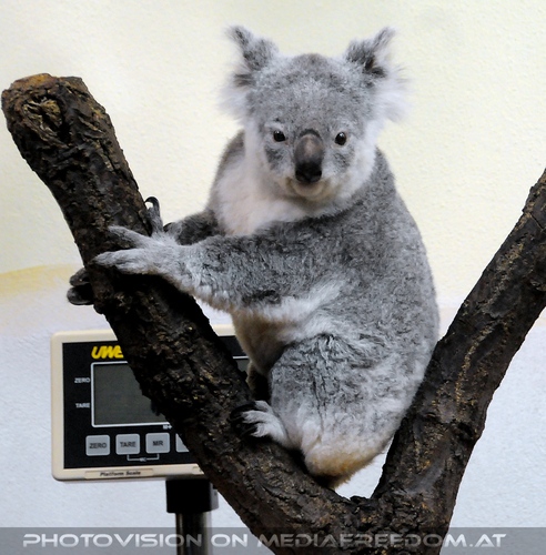 Koala vor dem wiegen