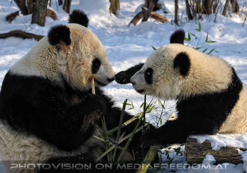Gro�e Panda Mahlzeit 08