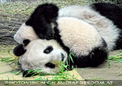 Wildes Panda kuscheln