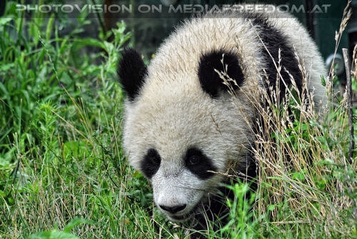 Gro�er kleiner Panda 2