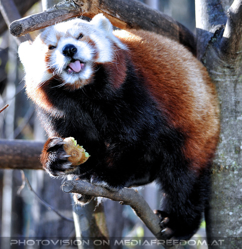 Roter Panda 5