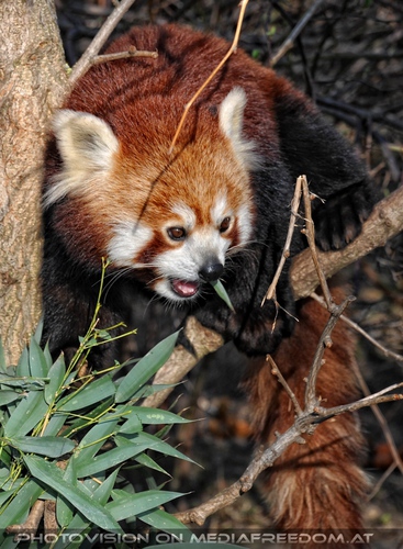 Roter Panda