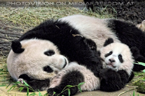 Gro�e Panda Entspannung