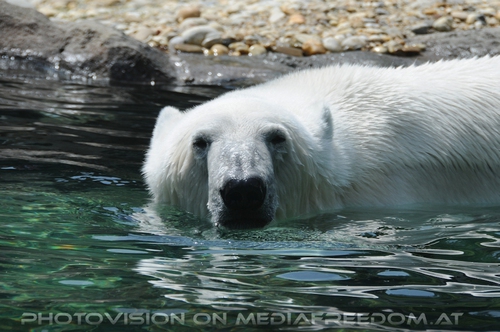 Eisb�renwelt Franz Josef Land