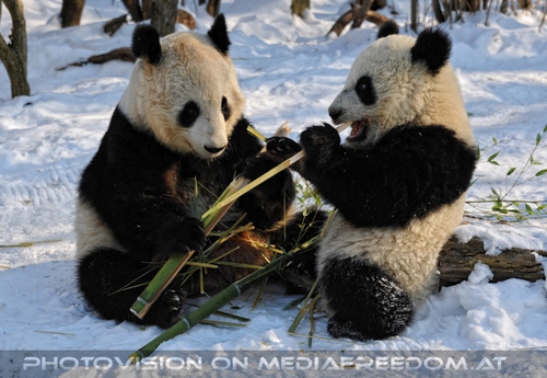Gro�e Panda Mahlzeit 16