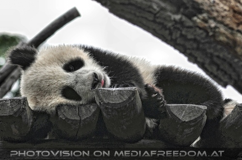 Gro�er kleiner Panda 8