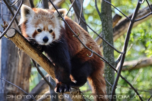 Roter Panda