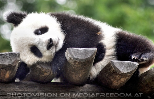 Gro�er kleiner Panda 9