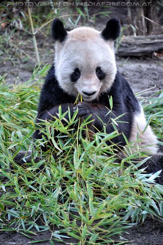 Gro�er Panda 3