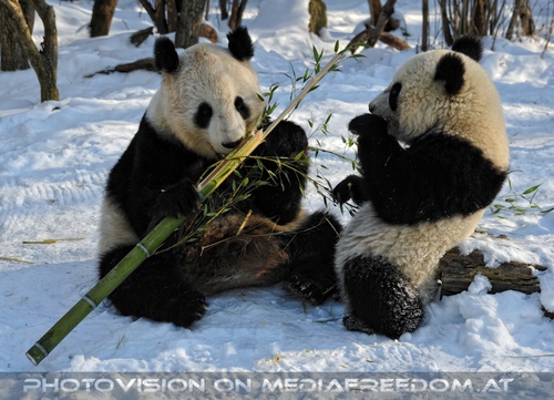 Gro�e Panda Mahlzeit 11