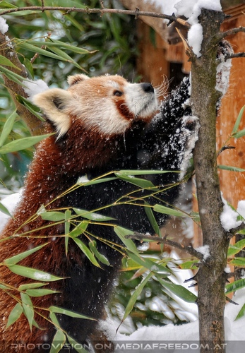 Roter Panda im Schnee 03