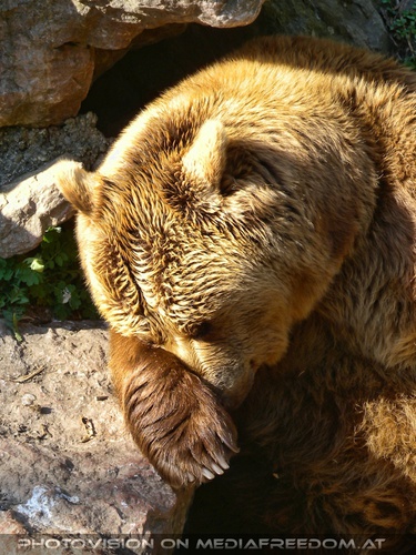 Braunb�r eingenickt