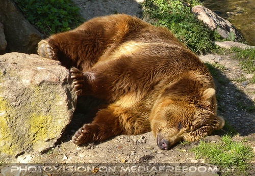 Braunb�r schl�ft