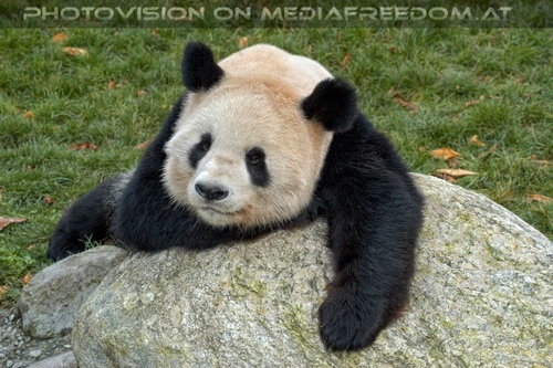 Bei den gro�en Pandas 2
