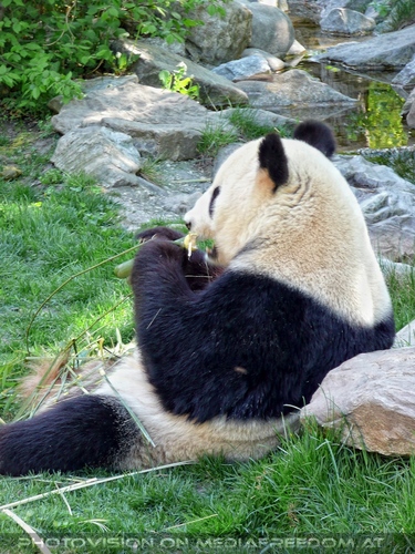 Bei den gro�en Pandas 3