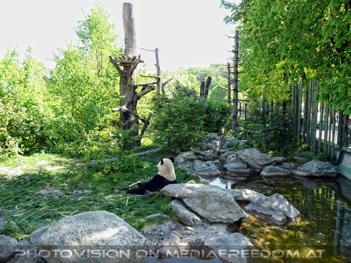 Bei den gro�en Pandas 4