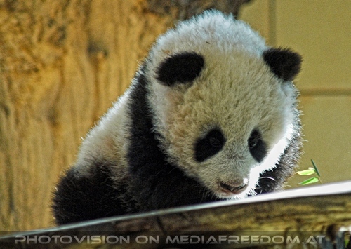 Welcome Panda Fu Long 05