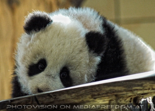 Welcome Panda Fu Long 07