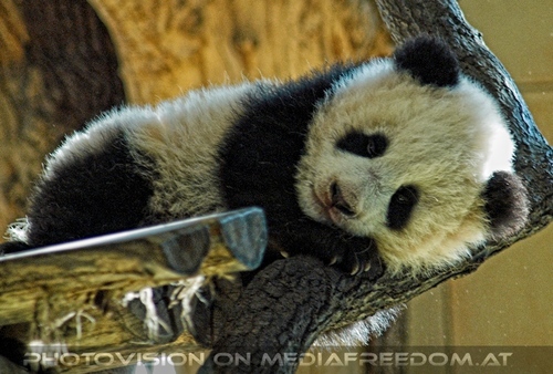 Welcome Panda Fu Long 08