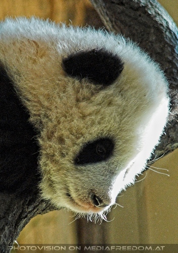 Welcome Panda Fu Long 09