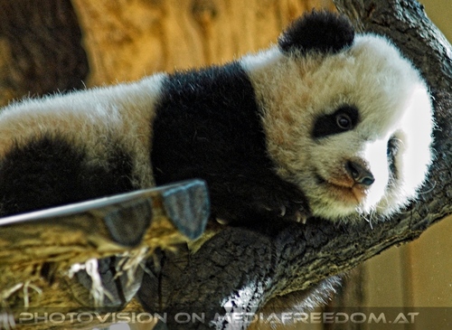 Welcome Panda Fu Long 10