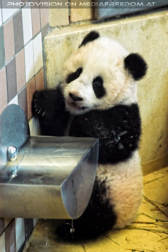 Fu Long der drollige Baby Panda