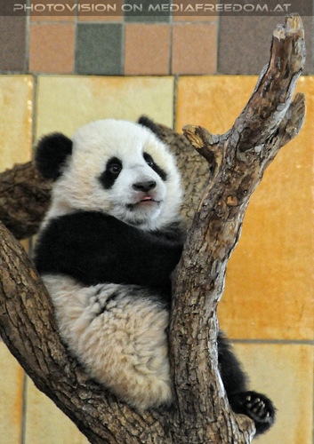 Gro�er Panda - kleiner Fu Long 01