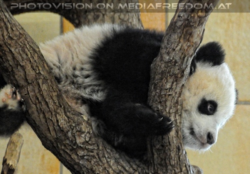 Gro�er Panda - kleiner Fu Long 03