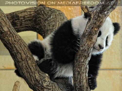 Gro�er Panda - kleiner Fu Long 04