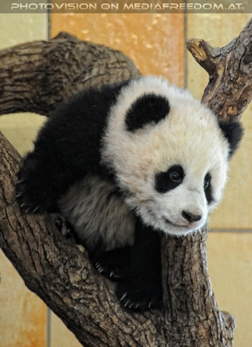 Gro�er Panda - kleiner Fu Long 05
