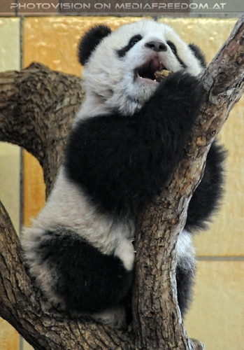 Gro�er Panda - kleiner Fu Long 06