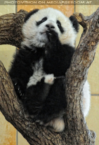 Gro�er Panda - kleiner Fu Long 09