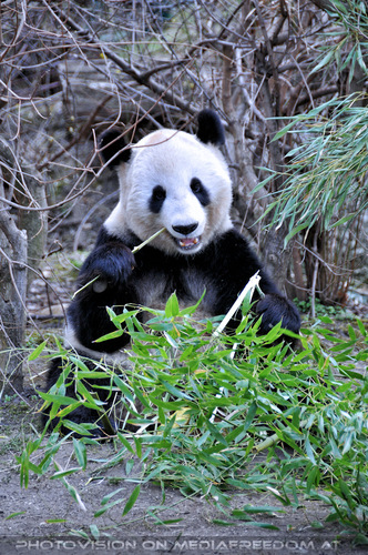 Fu Long und Yang Yang 1