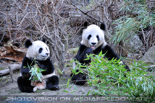 Fu Long und Yang Yang 2