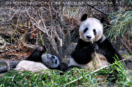 Fu Long und Yang Yang 5