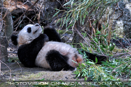 Fu Long und Yang Yang 8