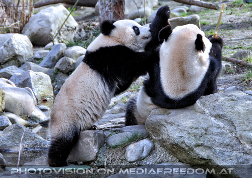 Fu Long und Yang Yang 7