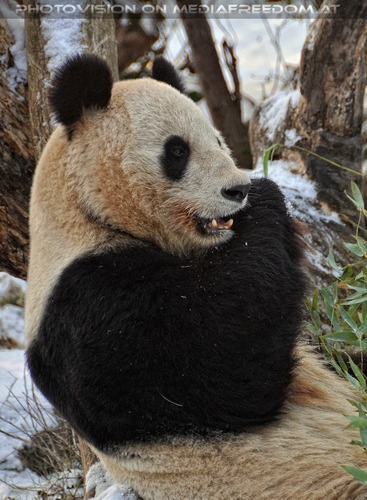 Gro�e Pandas im Schnee 03