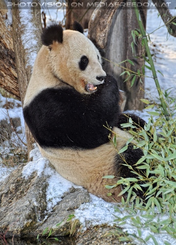Gro�e Pandas im Schnee 04