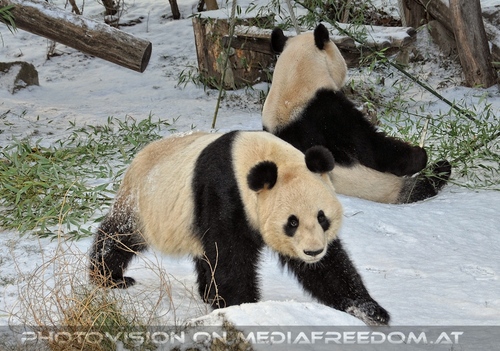 Gro�e Pandas im Schnee 05