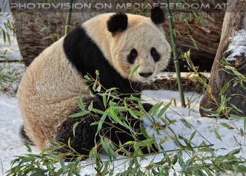 Gro�e Pandas im Schnee 06
