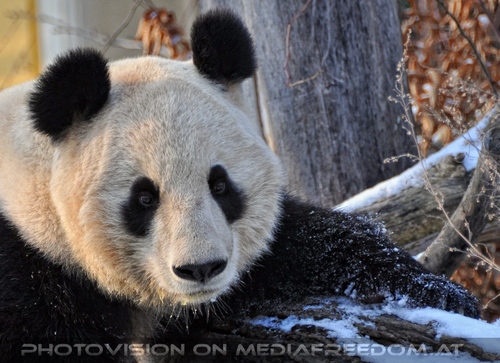 Gro�e Pandas im Schnee 07