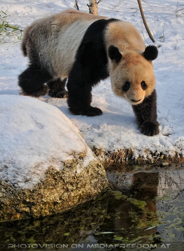 Gro�e Pandas im Schnee 09