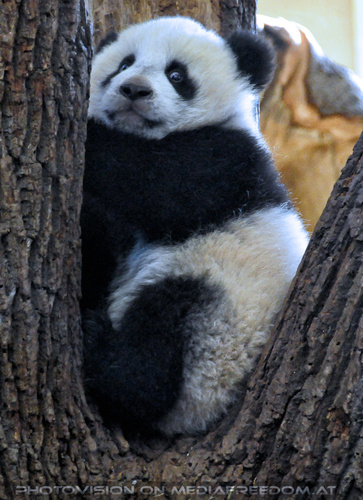 Kleiner Panda Fu Hu 01