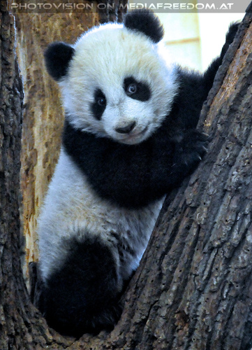 Kleiner Panda Fu Hu 10