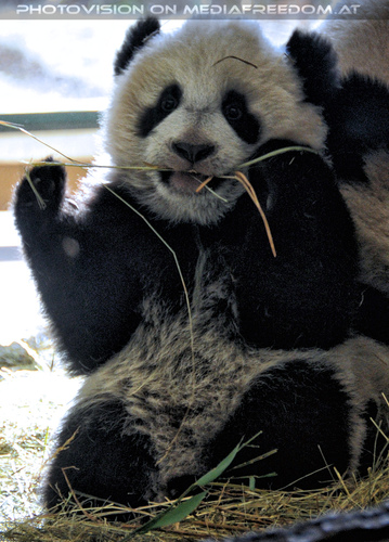 Kleiner Panda Fu Hu 13