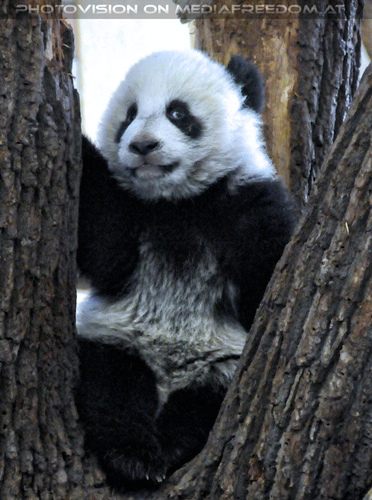 Kleiner Panda Fu Hu 15