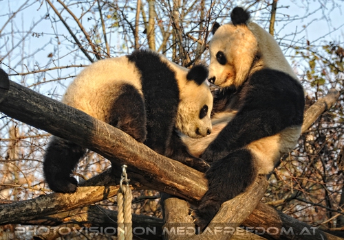 Fu Hu und Mama Yang Yang