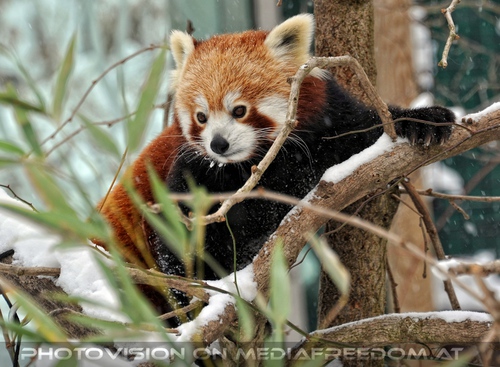 Roter Panda im Schnee 01